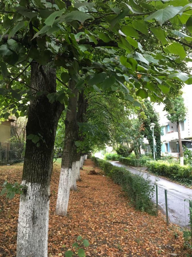 Peles Green Apartment & Piano クルージュ＝ナポカ エクステリア 写真